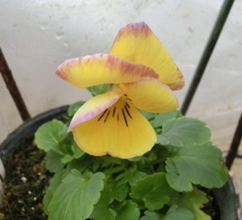 pansy18-150106.jpg