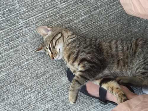 2016-05-23 17.32.03.jpg