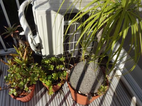 ベランダ多肉２.jpg