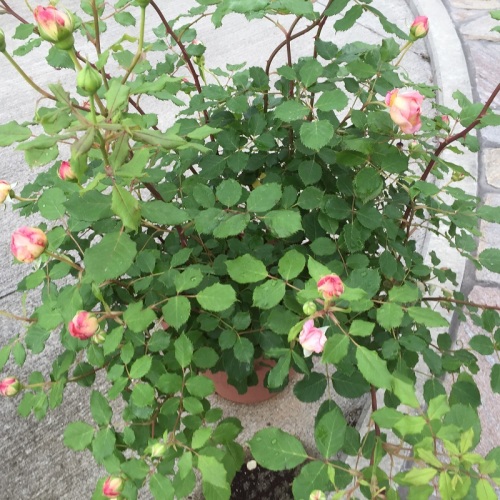 2016-05-06 14.39.49.jpg