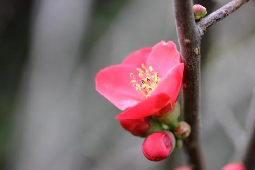 20170312 ボケ 2.jpg