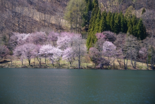 中綱湖の桜アップ (1280x857).jpg