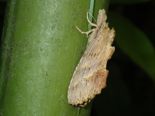 オオエグリシャチホコ