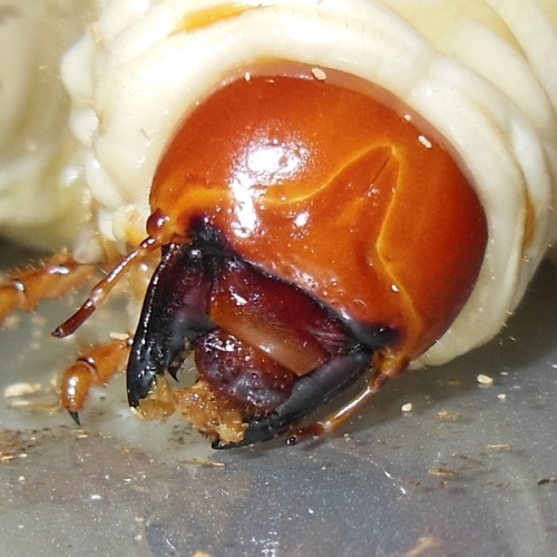 hB4Cα-45-10 (2).JPG