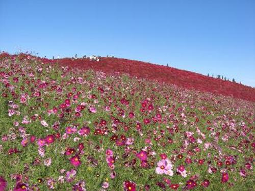 コスモス山.jpg