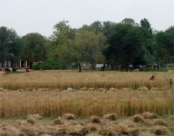 インド443.jpg