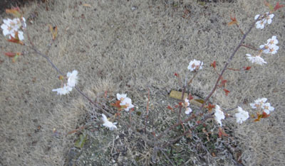 暖地桜桃1004中.jpg