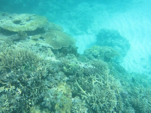 長間浜の海の中の感じ .JPG