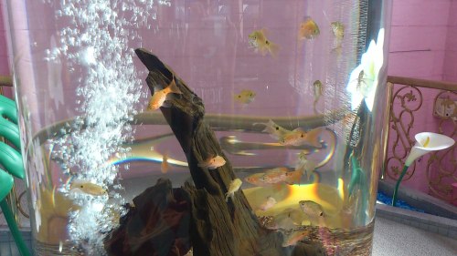 DSC_0953[1].JPG