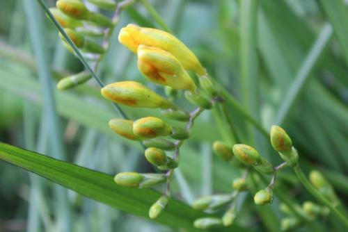 20150411 フリージア2.jpg