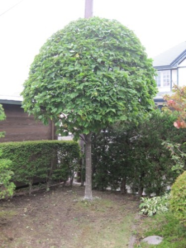 2014夏休み (4).JPG