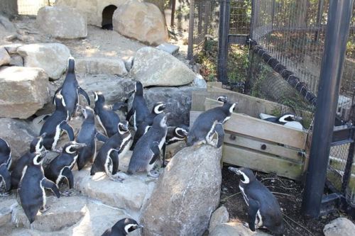 神戸市立須磨海浜水族園ペンギン１.jpg