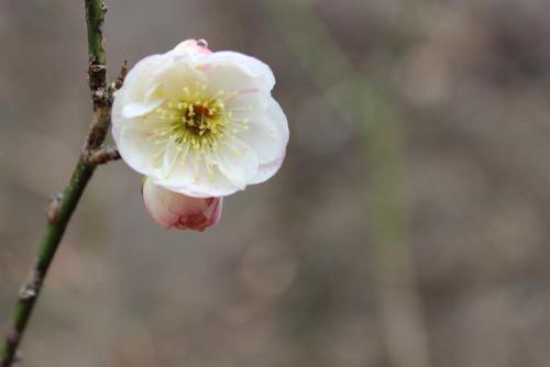 20150308 梅3.jpg