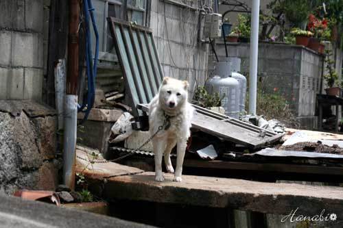 20120603しまなみ04犬.jpg