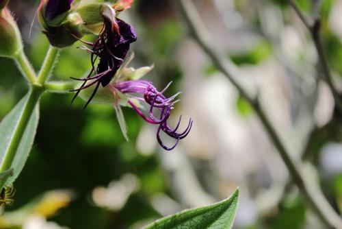 20170115 シコンノボタン 10.jpg