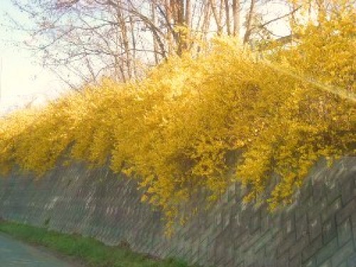 DSCN8350 (300x225).jpg