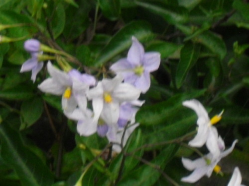 2012_0714_173328-CIMG3221.JPG