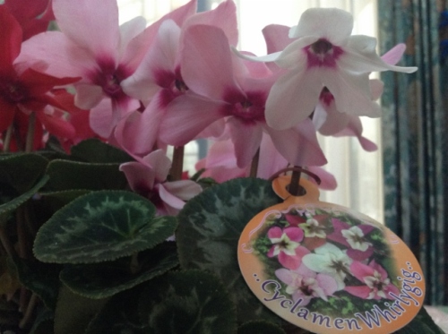 IMG_0128 (640x478).jpg