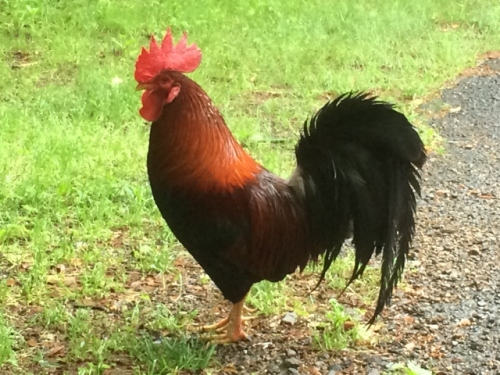 IMG_9512 (640x480).jpg