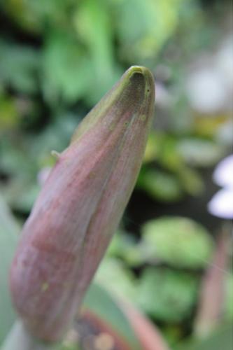 20160507 アマリリス 白 2.jpg