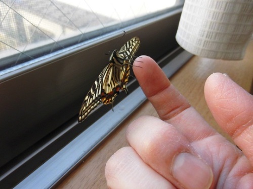 C:\fakepath\2014.1.29 031 - コピー.JPG