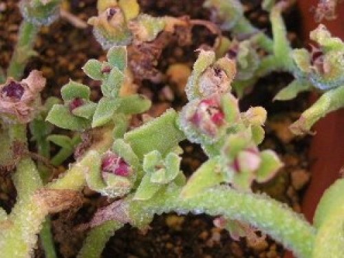 DSCN2927 (300x225).jpg