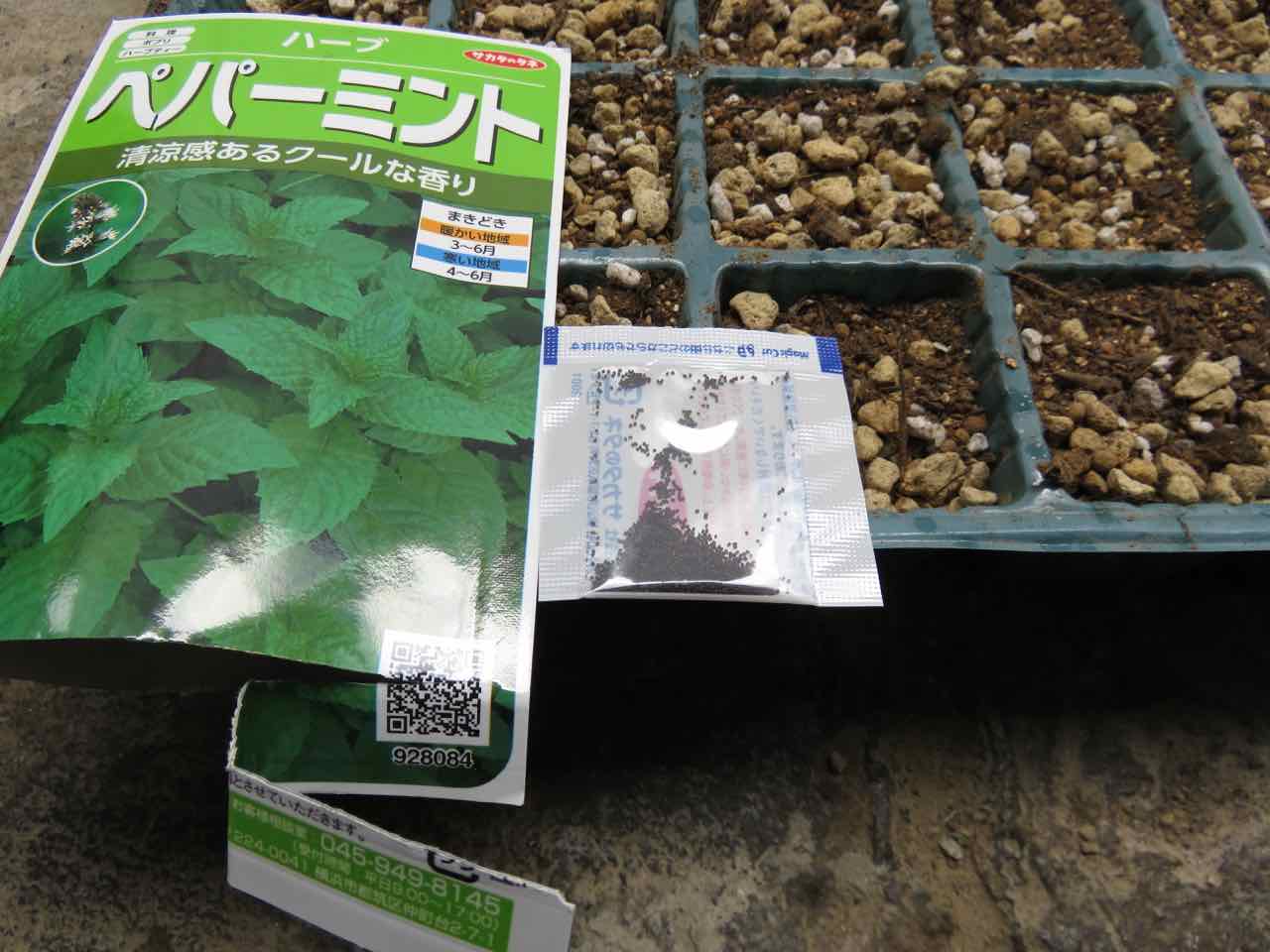 ペパーミントの種まき 一袋１６００粒 発芽率５０ の勝負 人が好き ちちおにん 楽天ブログ