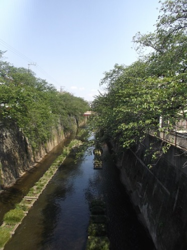 石神井川1585.jpg