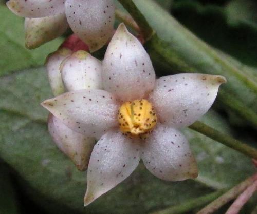 20140802 マンリョウ2.jpg