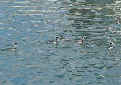 鳥の海6.jpg