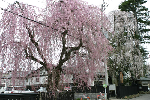 角館10.jpg