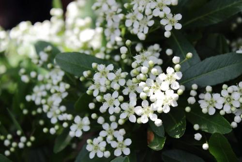 20160505 トキワサンザシ5.jpg