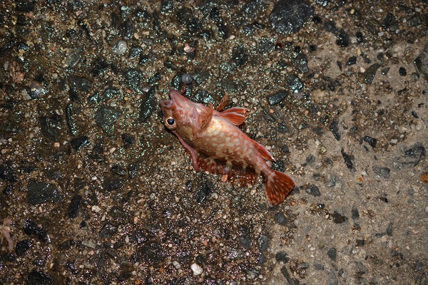 アラカブ