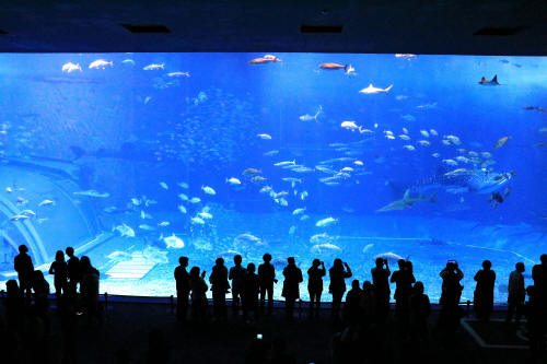 02 22 5461 沖縄探訪 美ら海水族館 １１ 勝手放浪写真のブログ 楽天ブログ