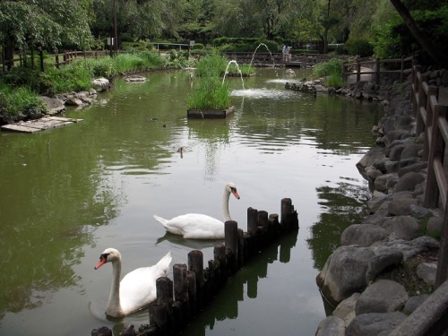 池の白鳥