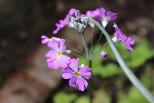 20160123 サクラソウ.jpg