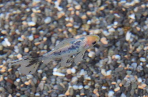 20150503 ブリストル朱文金.jpg