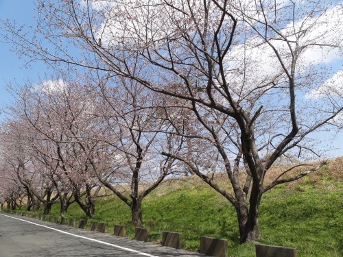 0330さくら2.JPG