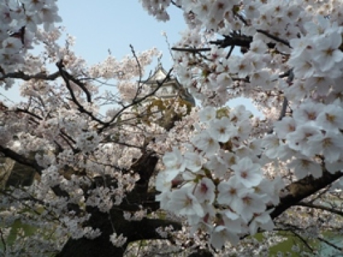 岸和田城と桜5.jpg