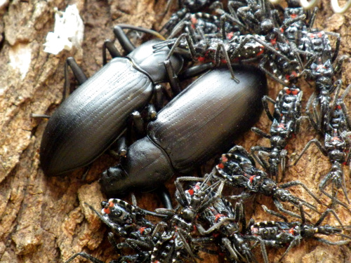 ユミアシオオゴミムシダマシ