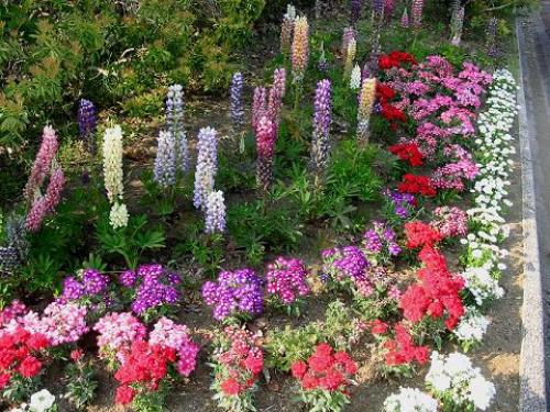 癒しの森 花の回廊 秩父にいってんべー 楽天ブログ