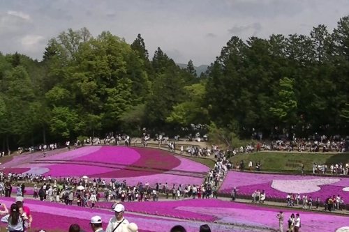 Scenery of moss phlox field in Hitsujiyama Park