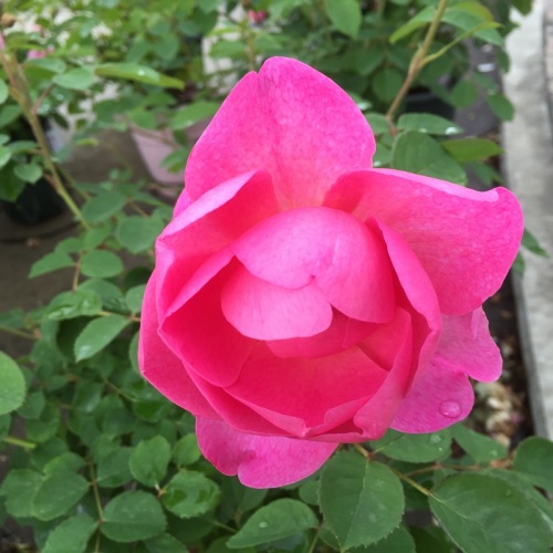 2016-05-06 14.38.50.jpg