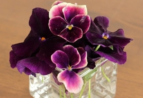 diary20131217-5 pansy.JPG