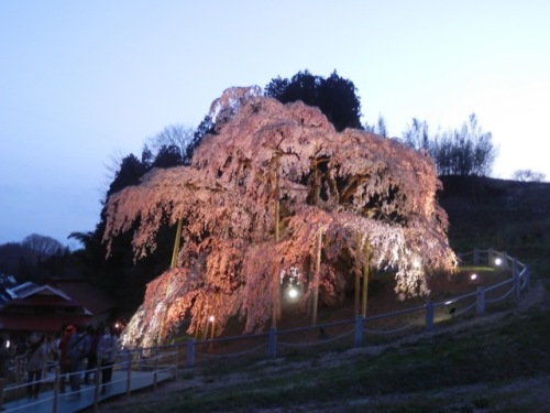 滝桜夕景.jpg