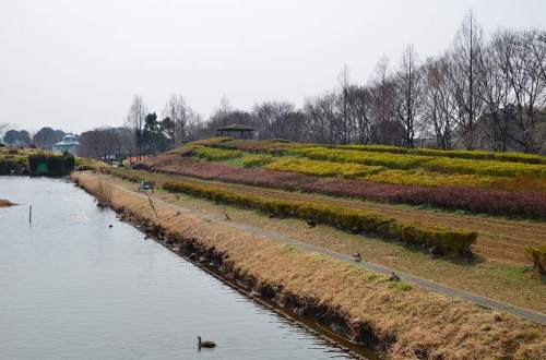 VIEW FROM  BRIDGE  HANANOOKA 19.Mar.2017.jpg