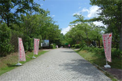 朱鷺2.jpg