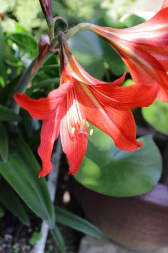 20160521 アマリリス 赤 5.jpg