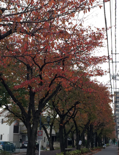 autumn1.JPG