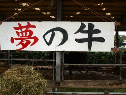 夢の牛看板.jpg
